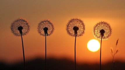 Canvas Print - a group of dandelions with the sun setting in the backgroud of the backgroud of the backgroud.