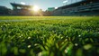 Sunlight filters through green grass in a stadium