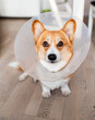 Dog after surgery wearing collar corgi