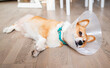 Dog after surgery wearing collar corgi