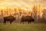 Fototapeta Zwierzęta - The European bison (Bison bonasus) or the European wood bison they pose at sunset