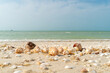 Muscheln am Strand von Celestun, Yucatan, Mexiko