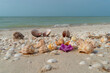 Muscheln und Blüte am Strand