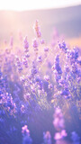 Fototapeta Kwiaty - A field of purple lavender in bloom Calmness atmospheric photo footage for TikTok, Instagram, Reels, Shorts
