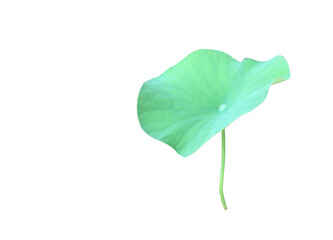 Wall Mural - Lotus leaf or waterlily leaf isolated on white background with clipping paths.