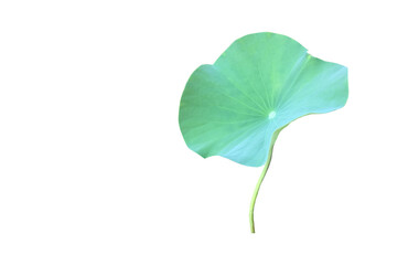 Wall Mural - Lotus leaf or waterlily leaf isolated on white background with clipping paths.