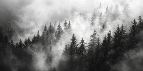 Foggy forest landscape