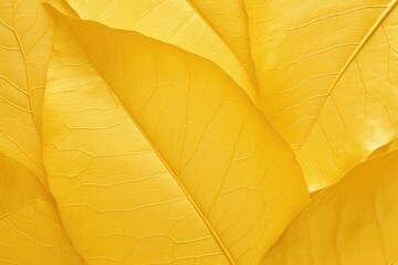 Aufkleber - Shiny yellow leaf gold foil background texture concept