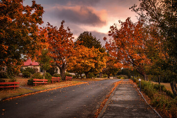 Wall Mural - The autumn view of the country road in Tarraleah town in Tasmania in the dusk 