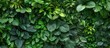 A detailed view of a green wall covered in lush leaves, creating a dense natural backdrop. The vibrant greenery adds a touch of nature and beauty to the surroundings.