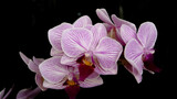 Fototapeta Storczyk - Orquídeas 