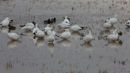 Wall Mural - Beautiful Snow geese - Bosque del Apache National Wildlife Refuge, New Mexico