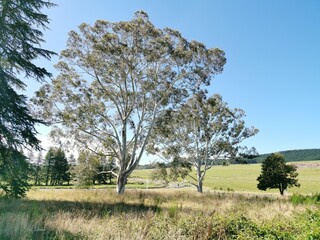 forest red gum (eucalyptus tereticornis) tree