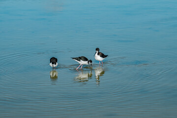 Wall Mural - The black-necked stilt (Himantopus mexicanus) is a locally abundant shorebird of American wetlands and coastlines. Kanaha Pond State Wildlife Sanctuary. Kahului Maui Hawaii