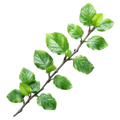branch leaves isolated on transparent background, element remove background, element for design