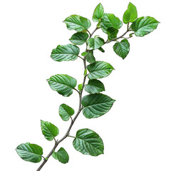 branch leaves isolated on transparent background, element remove background, element for design