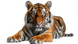 The tiger is lying down isolated on transparent background, element remove background, element for design