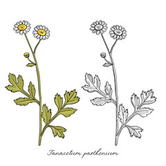 Wall Mural - vector drawing feverfew, Tanacetum parthenium, , hand drawn illustration of medicinal plant