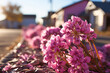 Pink flowers of valerian (Valeriana officinalis) plant