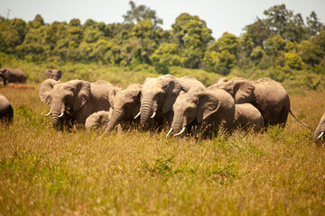 elephant on savanna, kenya, africa.
