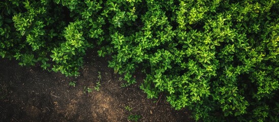 Poster - Lush Green Bush Surrounded by Soil and Earthy Terrain in a Natural Setting