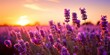 The freshness of dawn amid a field of flowering lavender