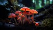 Growing orange-red psychoactive hallucinogenic mushrooms panaeolus cyanescens in a dense dark forest.