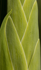 Wall Mural - gladiolus flower buds as background.