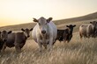 © William - beautiful cattle in Australia  eating grass, grazing on pasture. Herd of cows free range beef being regenerative raised on an agricultural farm. Sustainable farming of food crops. Cow in field