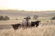 cows and calfs grazing on dry tall grass on a hill in summer in australia. beautiful fat herd of cattle on an agricultural farm in an australian in summer