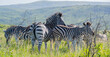 Zebras im Naturreservat Hluhluwe Nationalpark Südafrika