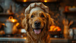 Portrait of a golden retriever playful scene of the dog as a chef.