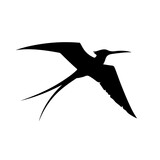 Fototapeta Dinusie - Frigatebird Vector Logo