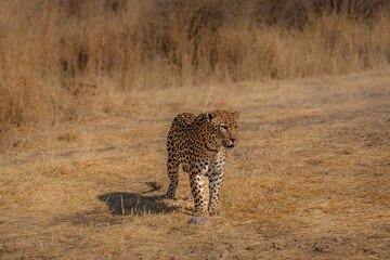 Wall Mural - leopard in a tree waiting for prey Africa Kenya