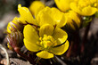 Winter aconite, eranthis hyemalis. First flowers in springtime. Early bloomers. Buttercup family Ranunculaceae. Small, yellow flower. Spring