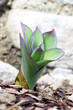 First glance of Allium Ambassador, ornamental onion. Emerging Allium Ambassador - The First Sign of Spring.  