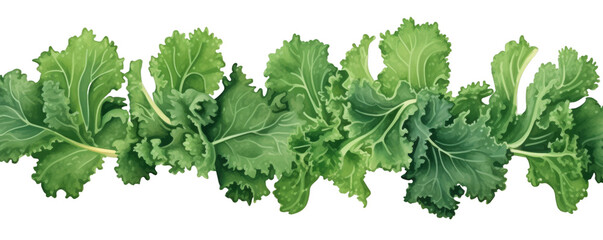 Watercolor background banner of kale isolated on a white background as transparent PNG