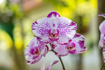 Wall Mural - Purple phalaenopsis orchid flower