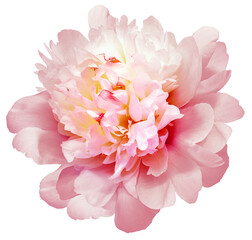 Wall Mural - Peony flower  on  isolated background. Closeup. For design. Transparent background.  Nature.