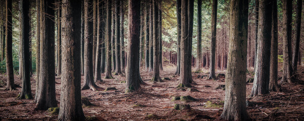 Wall Mural - Ladock wood cornwall england uk 