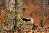 Fototapeta  - Narośl (choroby) drzew liściastych - buka