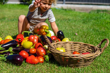 Wall Mural - A child is harvesting vegetables in the garden. Selective focus.