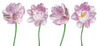 Set  flowers tulips  on white isolated background.   For design. Closeup.  Transparent background.    Nature.