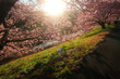 満開の桜と差し込む美しい光