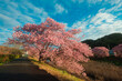 鮮やかな空と満開の河津桜