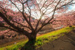 大きな河津桜と美しい光