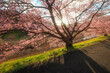 大きな河津桜の木