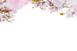 Beautiful pink magnolia flowers horizontal border isolated on white background