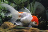 Fototapeta  - złota rybka