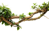 twisted jungle branch growing plants on a transparent background